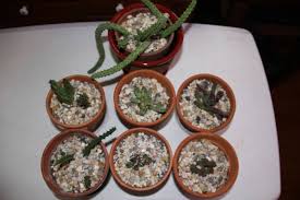 Image result for Stapelia getliffei