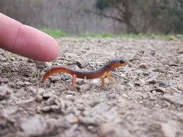 Image result for california newts