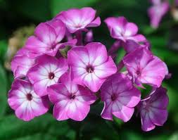 Image result for Phlox paniculata `Bright Eyes`