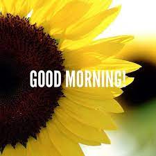 Sunflower is one of the beautiful flowers of nature. Good Morning Sunflower Good Morning Wishes Good Morning Images Good Morning Photos
