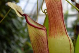ウツボカズラのまとめ 育て方 植え替えや挿し木 と花言葉等16個のポイント 植物の育て方や豆知識をお伝えするサイト