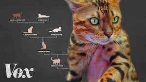 Meet The Designer Cats With Wild Blood Vox
