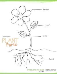 16 Plant Drawing For Kids In 2020 Parts Of A Flower Parts Of A Plant Plants Worksheets