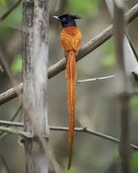 Indian Paradise Flycatcher Picsofunusualbirds In 2020 Flycatcher Most Beautiful Birds Beautiful Birds
