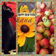 Everything Feline Since 2011 With Cat Expert Author Layla Morgan Wilde Black Cat Lover All Black Cat Black Cat