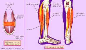 Human leg muscles diagram leg muscle chart gosutalentrankco. Muscle Systems Types Tissue Facts Britannica