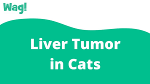 There's a whole persona in the medical community that you're too young to have secondary cancer. Liver Tumor In Cats Symptoms Causes Diagnosis Treatment Recovery Management Cost