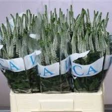 Cel Ov Caracas Flori Taiate De Vanzare Floral Design Floral Plants