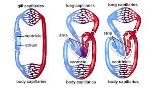 Their heart consists of one auricle or atrium, and one ventricle. White Blood Red Blood Blood Circulation On Vertebrate