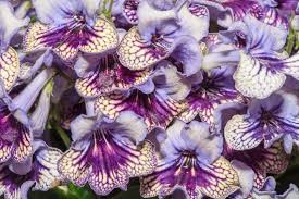 Image result for Streptocarpus eylesii