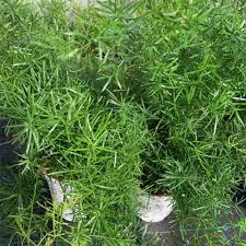 Image result for Asparagus falcatus