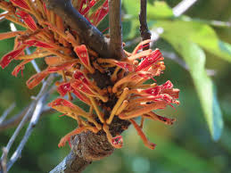 Image result for Tapinanthus oleifolius