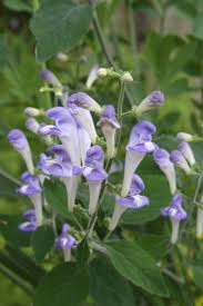 Image result for Scutellaria violascens