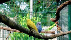 Check spelling or type a new query. Kandang Aviary Dengan Idea Jenis Burung Pelihara Bersama Part 17 Youtube