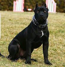 The temperament and main characteristics of black pitbulls are almost identical to their siblings despite the color difference. Click Image For Pitbull Merch Pitbull Dog All Black Pitbull Black Pitbull