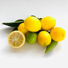 Image result for Limeum sulcatum