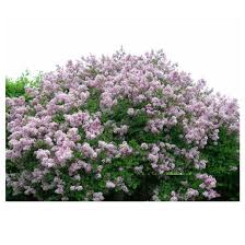 Keep in mind that lilacs, even compact varieties, have an extensive root system. Abbotsford Assorted Dwarf Lilac Syringa Pot 2 2synas0002 Rona