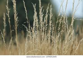 Image result for Sporobolus tenuissimus