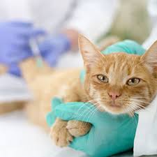 This disease is kind of like an extreme flu, causing vomiting, high fever, loss of appetite, diarrhea and one extremely. Distemper Vaccine Cats Feline Vaccines Benefits And Risks 2020 01 12