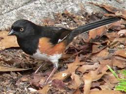 Birds Of Eastern Washington Book Eastern Towhee Balm Boyette Scrub Preserve Balm Fl 2006 Backyard Birds Bird Life List Birds