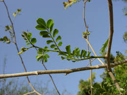 Image result for Dalbergia melanoxylon