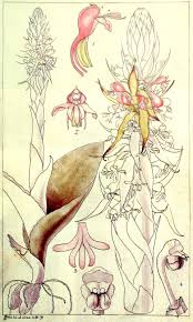 Image result for Satyrium buchananii