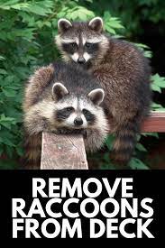 How To Get Rid Of Raccoons From Under The Deck 2021 Own The Yard In 2021 Getting Rid Of Raccoons Raccoon Raccoon Repellent