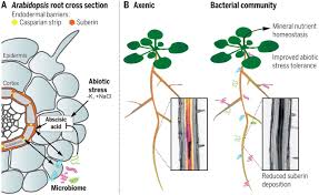 Plant cells can be defined as the eukaryotic cells with a true nucleus along with specialized structures to understand the different parts of a plant cell, we need to have a look at its diagram as given below these cells are usually found in plant roots and do not live past maturity. Coordination Between Microbiota And Root Endodermis Supports Plant Mineral Nutrient Homeostasis Science