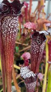 Image result for Fernandoa magnifica