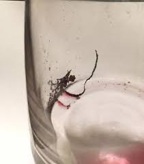 What Is This Sediment From My Wine Beer Wine Spirits Stack Exchange