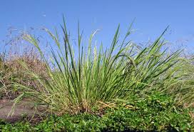 Image result for Agrostis continuata