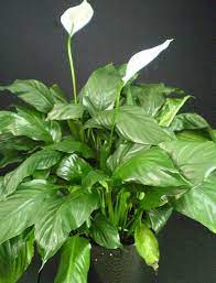 We did not find results for: Plants Are The Strangest People Funeral Plants Part Ii For The Recipients