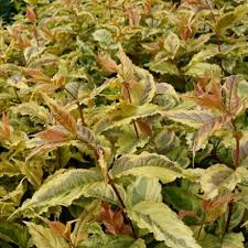 The following 14 files are in this category, out of 14 total. Buy Other Shrubs Special Features Easy To Grow Delivery By Crocus