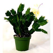 Don't water it unless it thoroughly dries out in between watering and then they also like the summers outdoors in shade and the winters indoors in a dark area, a closet? 9greenbox Rare Yellow Christmas Cactus Plant Zygocactus 4 Pot Walmart Com In 2021 Christmas Cactus Plant Christmas Cactus Cactus Plants