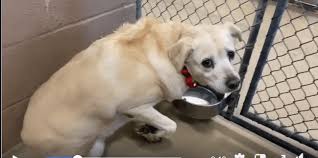 Learn about pet adoption options before adopting a pet. Beautiful Lab Scared After Family Left Her At Texas Shelter Pet Rescue Report