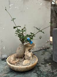 Image result for Raphionacme