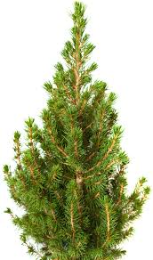 We break down the top brands, models, and features for every budget and use case to find the perfect fit for you! There Mite Be A Problem With Your Tree Tomlinson Bomberger