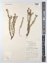 Image result for Ageratinastrum