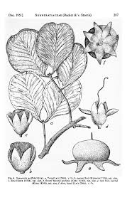 Image result for Sonneratiaceae