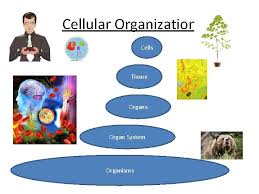 Plant cell tissue organ organ system organism. Cells And Homeostasis Smallest Unit In A Living