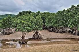 Image result for Rhizophora