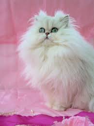 Un Tout Grand Merci Aux Propriet Pretty Cats Angora Cats Teacup Cats