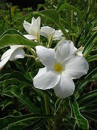 Pin On Tips Garden Care