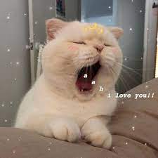 Pin Oleh Nguyễn Thảo Di Crazy Cats Binatang Anak Kucing Lucu Meme Binatang