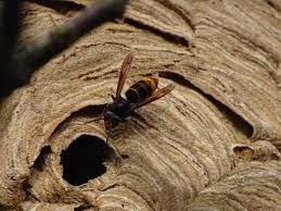 Se débarrasser des frelons naturellement. Frelons Asiatiques Et Frelons Europeens Comparaison