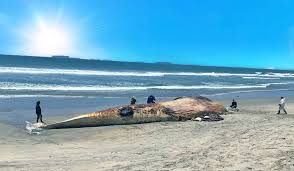 Bolsa chica state beach is from seapoint street north to warner avenue. Orange County Ca Whale Washes Up On Bolsa Chica State Beach The Sacramento Bee