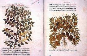 Botany Herbals And Healing In Islamic Science And Medicine Muslim Heritagemuslim Heritage