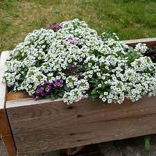 Sweet Alyssum Or Sweet Alison Seeds Alyssum Perennial Plants Planting Flowers