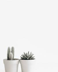 Black And White Plants Aesthetic Plants In Pots Met Afbeeldingen Planten Minimalistische Fotografie Kamerplanten Ideeen