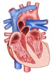 Cellular respiration takes place in the mitochondria. Do Mitochondria Need Energy To Make Energy Centre Of The Cell